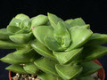 crassula springtime 01