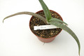 aloe collenetteae 03