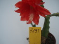 eh japan lack 7193 8192