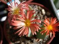 conophytum cupreiflorum3