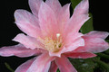 eh hannelore paetz 1155 7335