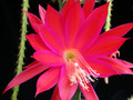 aporocactus luzifer paetz 03