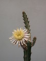 peniocereus cuixmalensis 30
