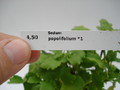 sedum popolifolium 758