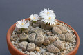 lithops karasmontana bella 43 0205