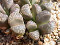lithops naureeniae 06