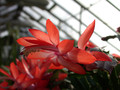 schlumbergera thor alice 02