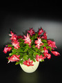 schlumbergera exotic dancer 01