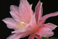 eh hannelore paetz 1155 7336