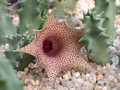 huernia barbata02