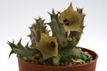 huernia micoyi dp8876 0484