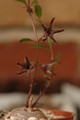 brachystelma tuberosum 1410