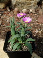 delosperma ashtonii mg1474 8