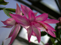 schlumbergera chiba princess 01 1