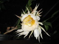 epiphyllum chrysocardium 513