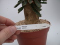 euphorbia stellata 1343