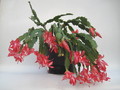 schlumbergera pasadena 7684