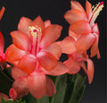 schlumbergera sunset dancer