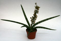 sanseveria cylindrica 2630