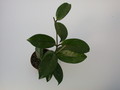 hoya carnosa 1412