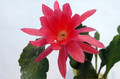 eh cecil cactus 5575 02