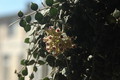 hoya curtisii 07