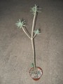 euphorbia balsamifera1 3