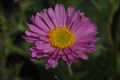 aster alpinus 01