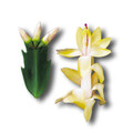 schlumbergera thor alec 00
