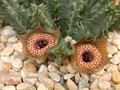 huernia guttata guttata karoo 04