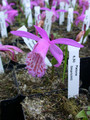 pleione limprichtii03