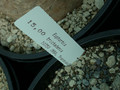 euphorbia trichadenia 06