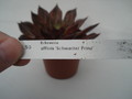 echeveria affinis schwarzer prinz 8291