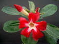 adenium us star 07