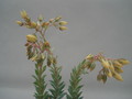 dudleya greenei 8404