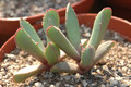 carruanthus caninus georgina 02