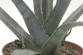 agave xylonacanha 8747