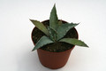 agave durangensis sombrerete 0171