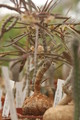 euphorbia suzanae marnierae 1124