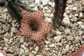huernia boleana es2331 9323