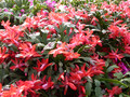 schlumbergera thor alice 01