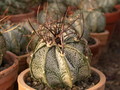 astrophytum niveum cinegas 01