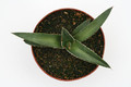 agave ghiesbreghtii 8821