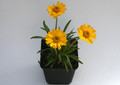 hymenoxis scaposa 8559