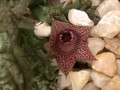 huernia whitesloaneana es2321 03
