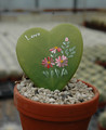 hoya kerrii 1419 