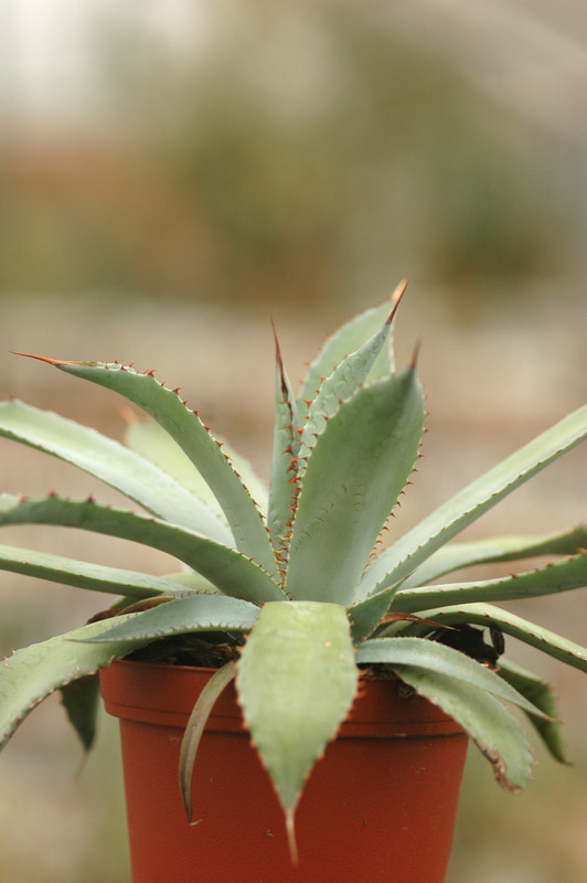 agave flexispina parral 8688