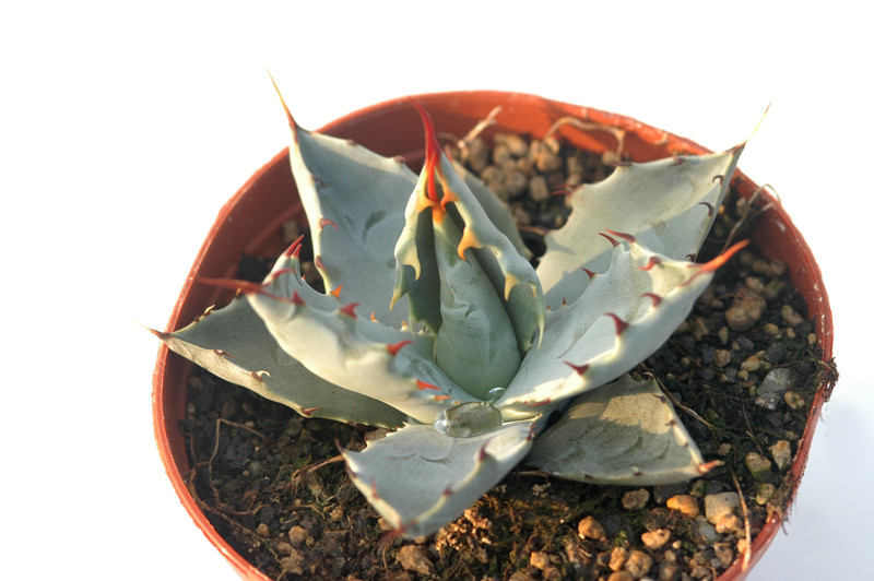 agave wocomahi chi 8539