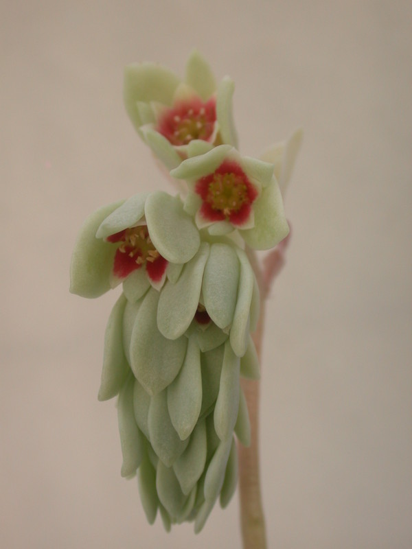 pachyphytum oviferum 32