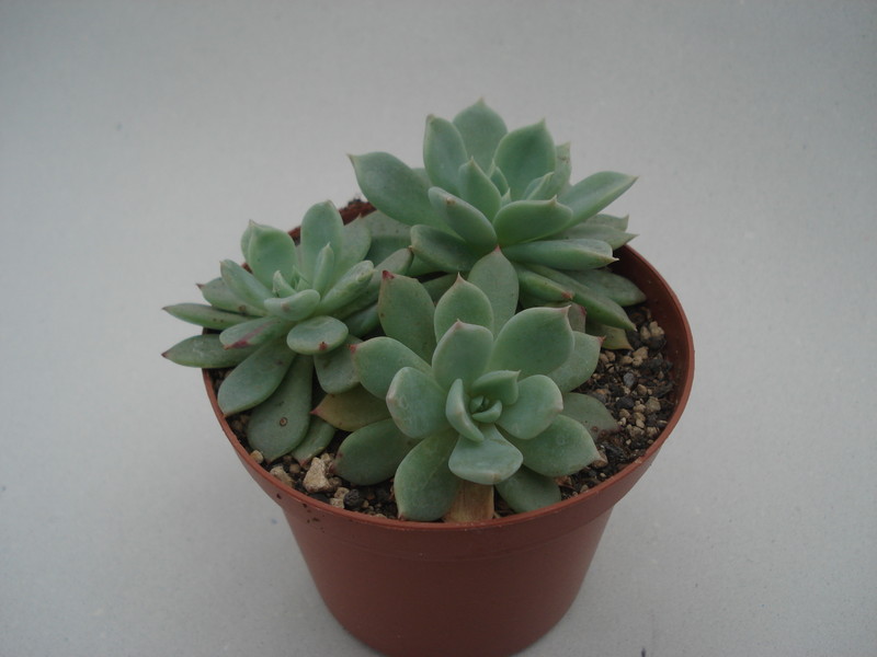 echeveria secunda glauca 8368